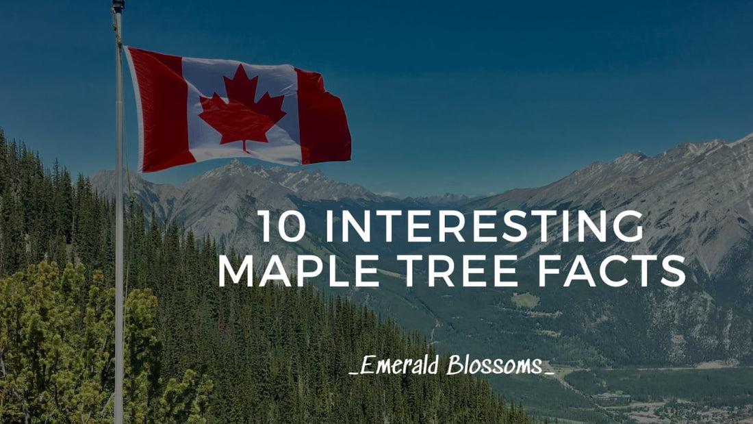 10 Interesting Maple Tree Facts – Emerald Blossoms