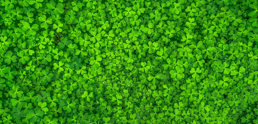 Why the shamrock is a symbol of Ireland?