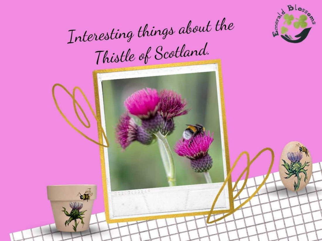 Interesting things about the Thistle of Scotland